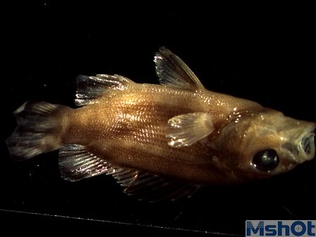 體視顯微鏡下的魚(yú)